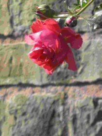IMG_3145.jpg